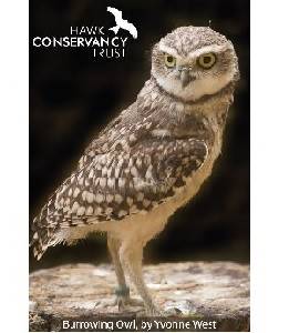 Magnet - Burrowing Owl
